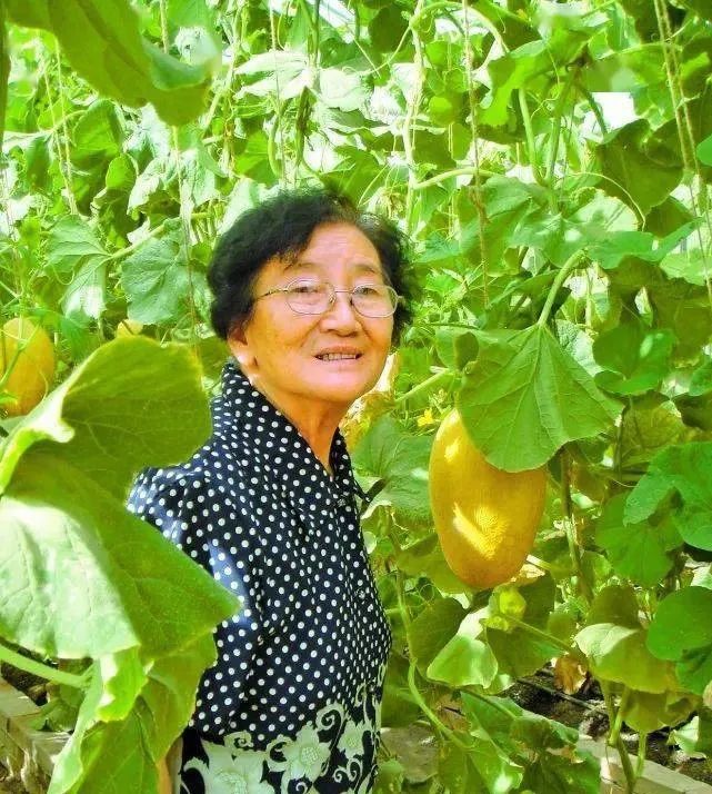 中国人吃掉全球70%西瓜！他继承千亩瓜田，日销千箱西瓜