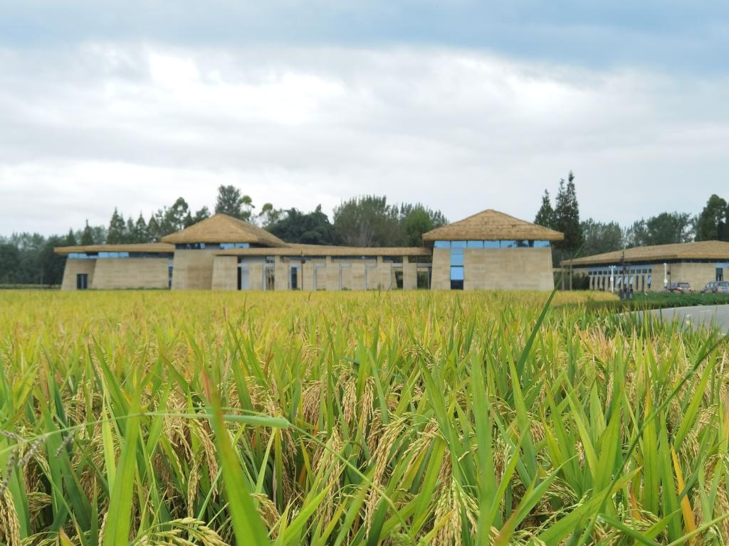 成都平原稻作文明起源地焕发现代农业新活力